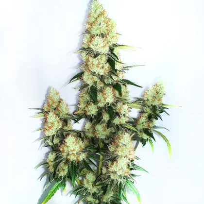 Kush XL Auto