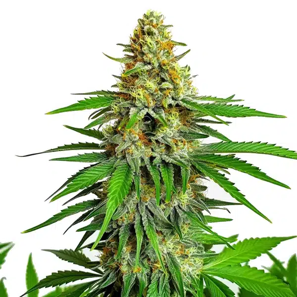 Kyle's Cherry AK 47