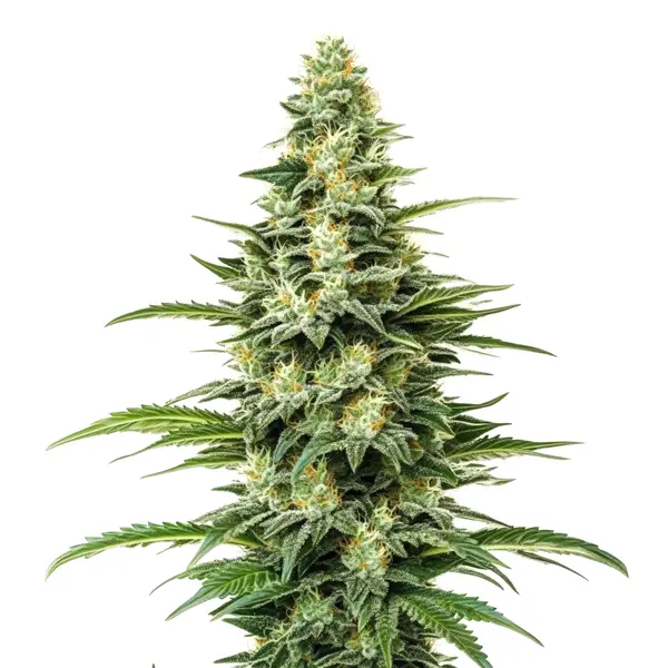 Kyle's Skywalker OG