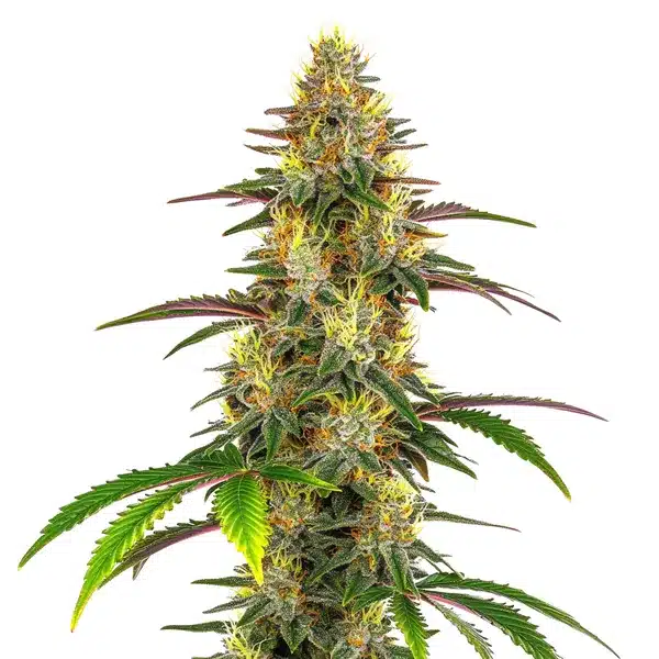 Lemon Garlic OG