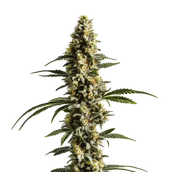 Lemon Haze Autoflower F1