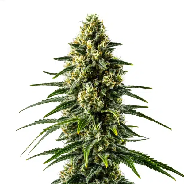 Lemon Haze Fast Version