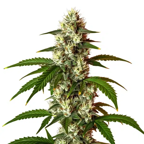 Lemon OG Fast Version
