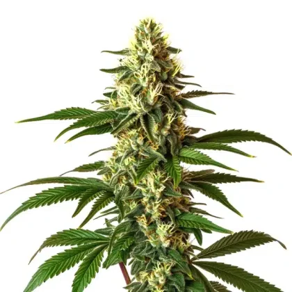 Lemon Pie Regular