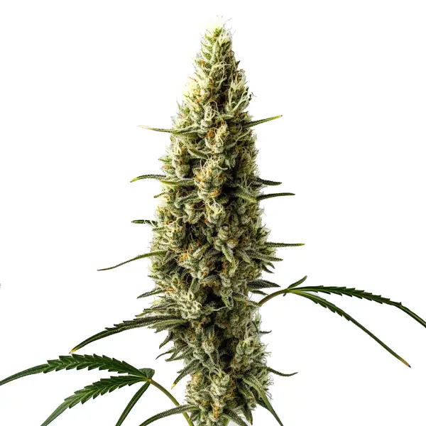 Lemon Skunk Autoflower