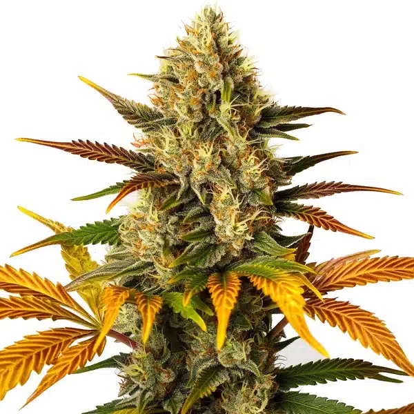Lemon Tree x Z OG