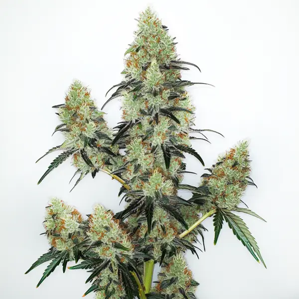 Lemon Z OG Auto