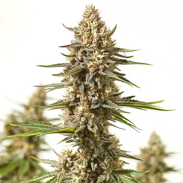 Lyly Sour x Blue OG