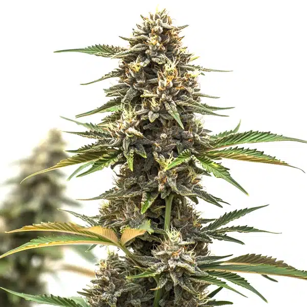 Mandarine Auto