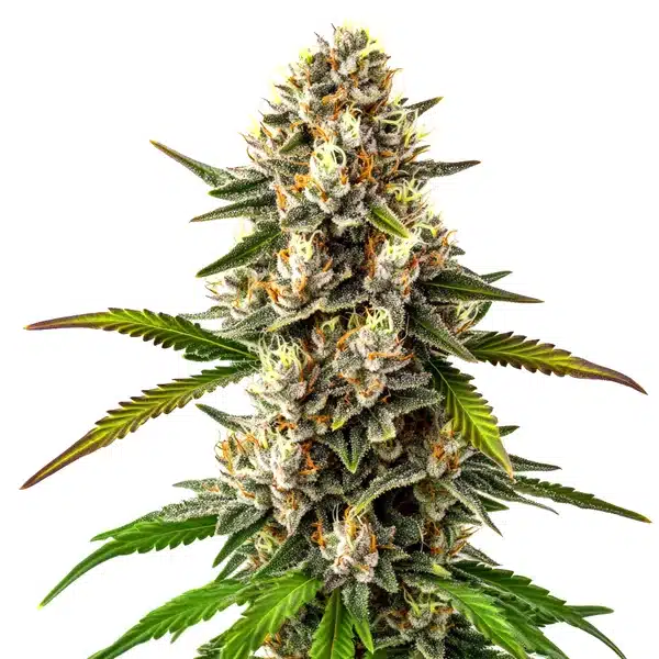 Maracuya Regular