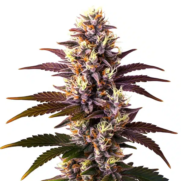 Mazar x Blueberry