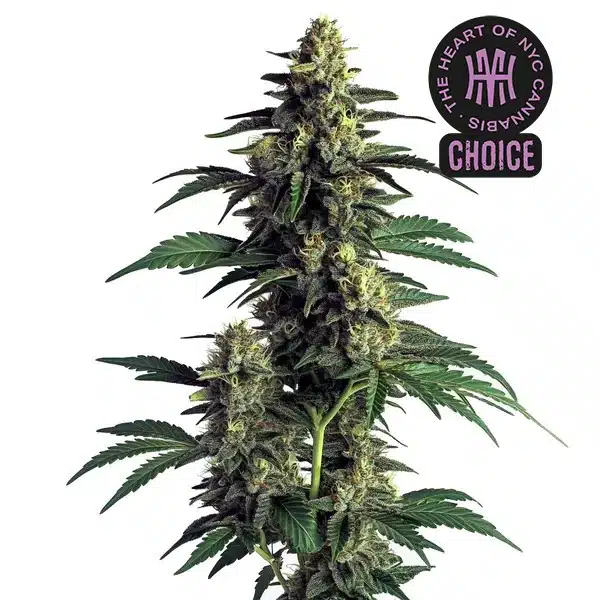 Northern Lights HMC Edition