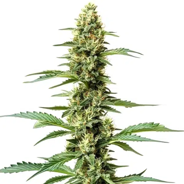 Northern Light x Chronic