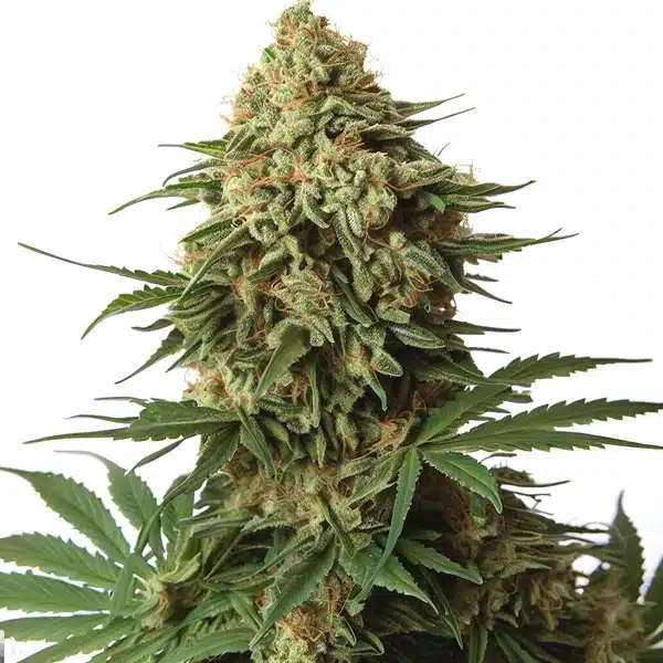 OG 18 Kush Cannabis Extraction