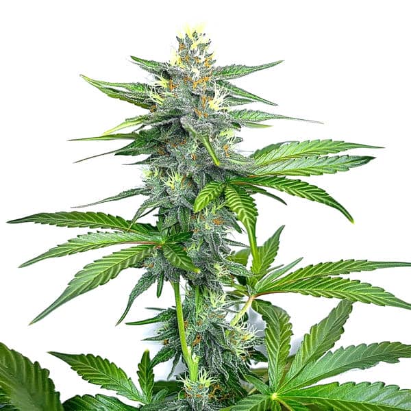 OG Kush Fast Version