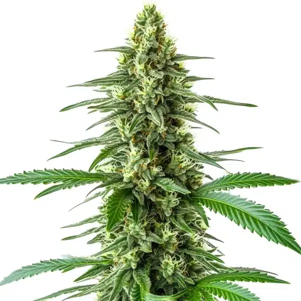 OG Kush x Amnesia
