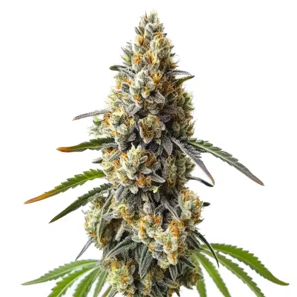 OG Kush x Diesel