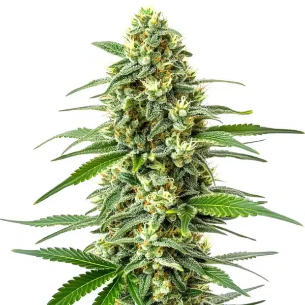 OG Kush x Mazar