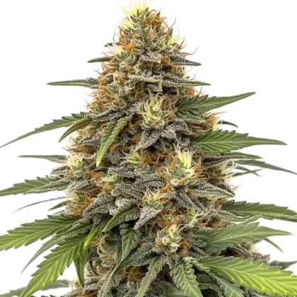 Orange Sherbet