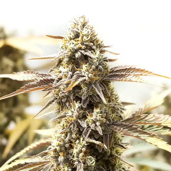 Orange Velvet x Cinderella 99