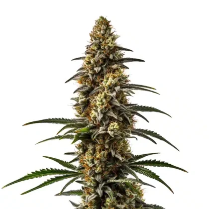 Papaya