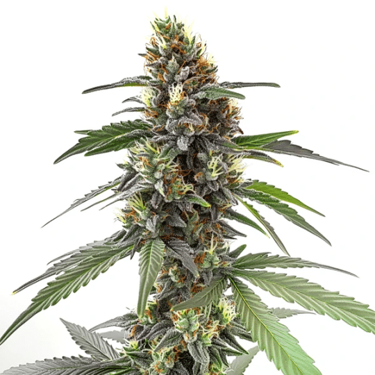 Permanent Marker Cannabis Extraction