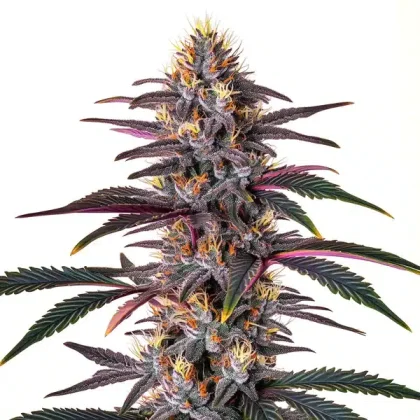 Pure Indica