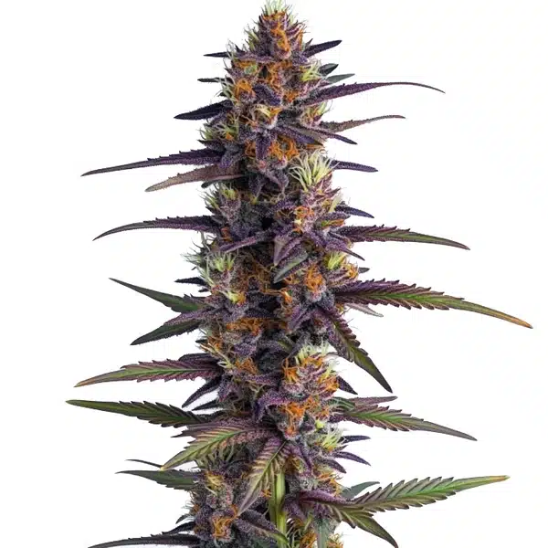 Purple Thai Regular