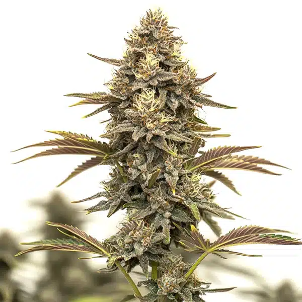 Purple Urkle Auto