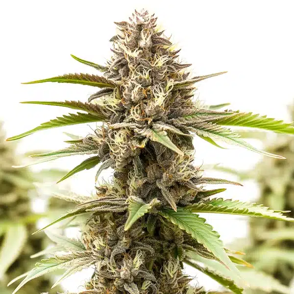 RS11 x Galactic Cookies