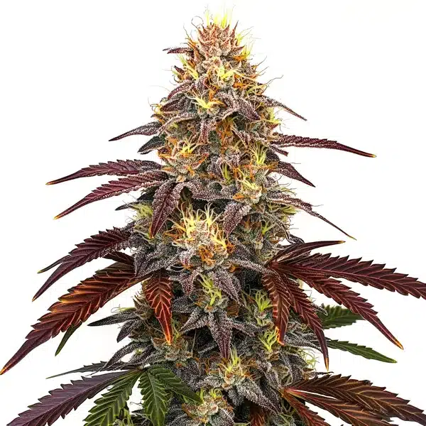 Red Devil Auto