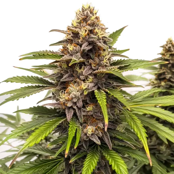 Runtz Autoflower