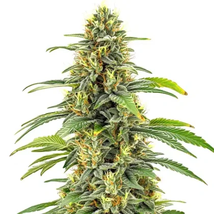 Santa Muerte FBV