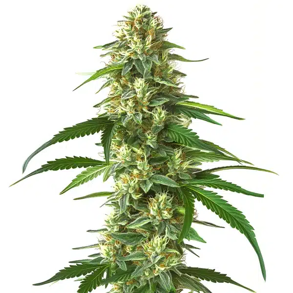 Skunk Kush