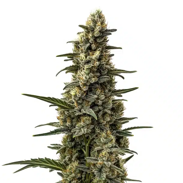 Skunk Mazar