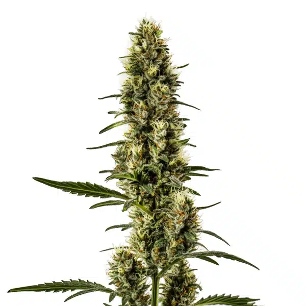 Skunk Regular