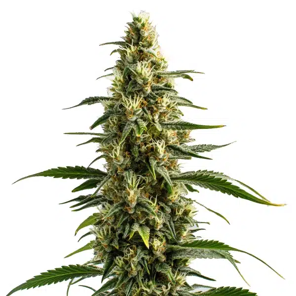 Skunk