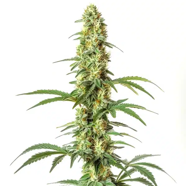 Skywalker Ghost x Triangle Kush