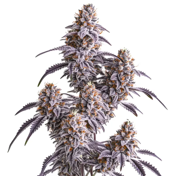 Slurricane