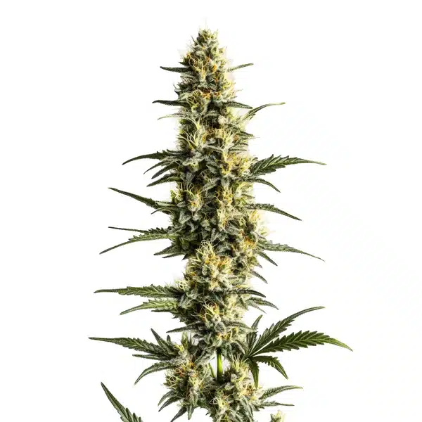 Sour Lemon
