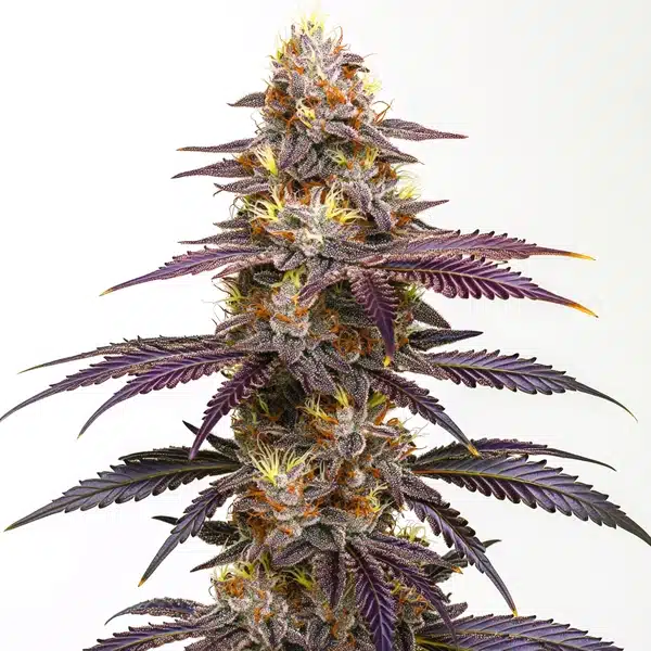 Spritzer Cannabis Extraction
