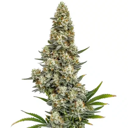 Stardawg Auto