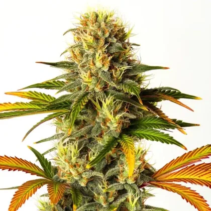 Steve's Hellfire OG