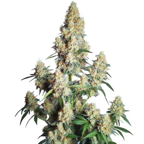 Strawberry Cheese Auto