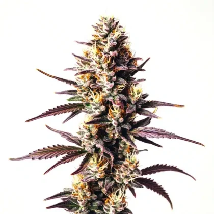 Sunset Sherbet