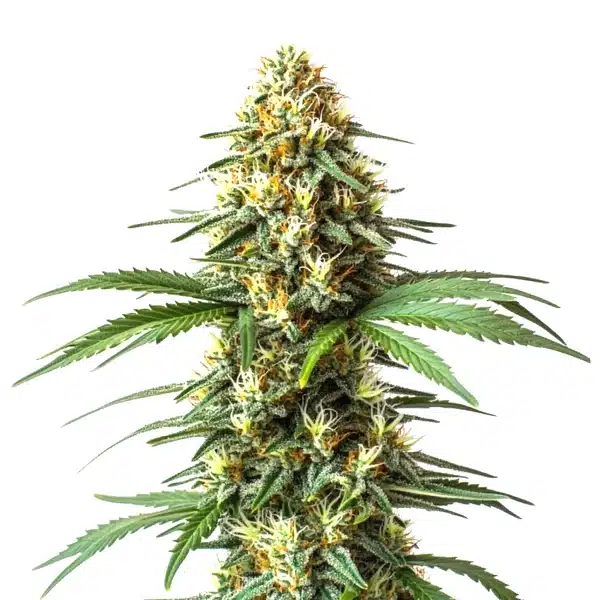 Super Critical Bilbo Fast Version