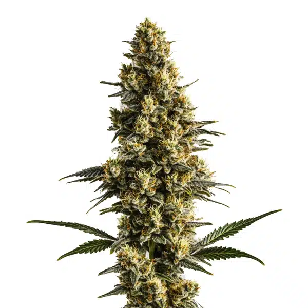 Sweet Tooth Auto