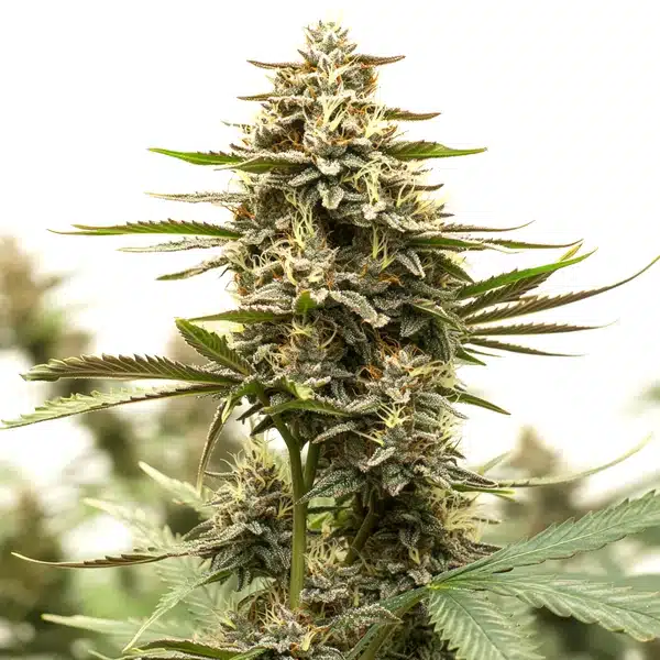 Sweet Tooth x GG