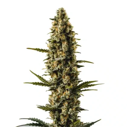 Sweety Auto