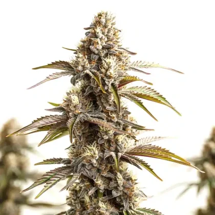 Tahoe Banana Sherbet